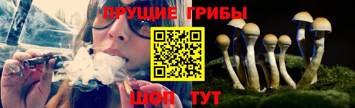 Псилоцибиновые грибы Cubensis Лосино-Петровский